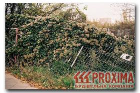 Забор завалился под весом неконтролируемого стрижкой плетущегося растения