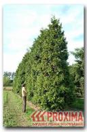 Туя складчатая гигантская Plicata мощное, долговечное дерево высотой до 60 метров, с густой пирамидальной кроной. Ветви горизонтальные, слегка свисающие на концах. Верхняя сторона зеленая, блестящая, нижняя – с беловатыми полосками. Хвоя заостренная, ароматная при растирании. В молодом возрасте растет медленно. Теневынослива, требовательна к почвам, незасухоустойчива. При наличии повышенной влажности неплохо переносит зиму на всей территории Украины.