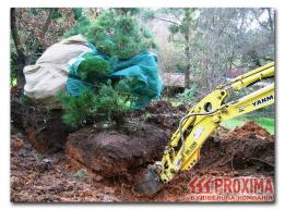 Технология выкопки дерева с помощью крана и экскаватора. Пересадка хвойных деревьев