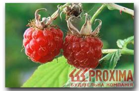 Малина. Надёжный источник «любовно провоцирующих» элементов только в свежей ягоде.